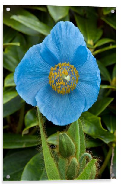 Blue Himalayan Poppy Acrylic by Jacqi Elmslie