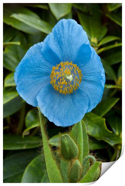 Blue Himalayan Poppy Print by Jacqi Elmslie