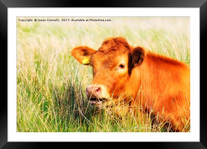 Cumbrian Cow.. Framed Mounted Print by Jason Connolly