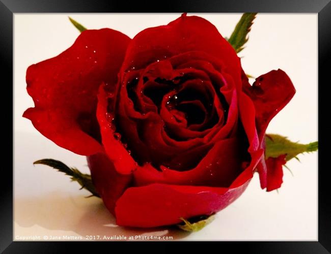      A Single Red Rose                           Framed Print by Jane Metters
