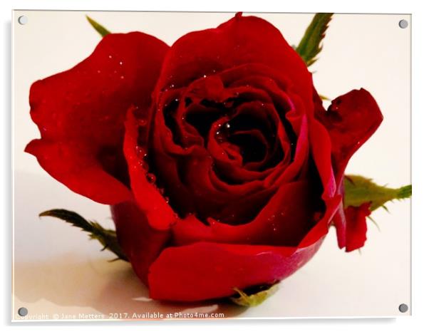      A Single Red Rose                           Acrylic by Jane Metters