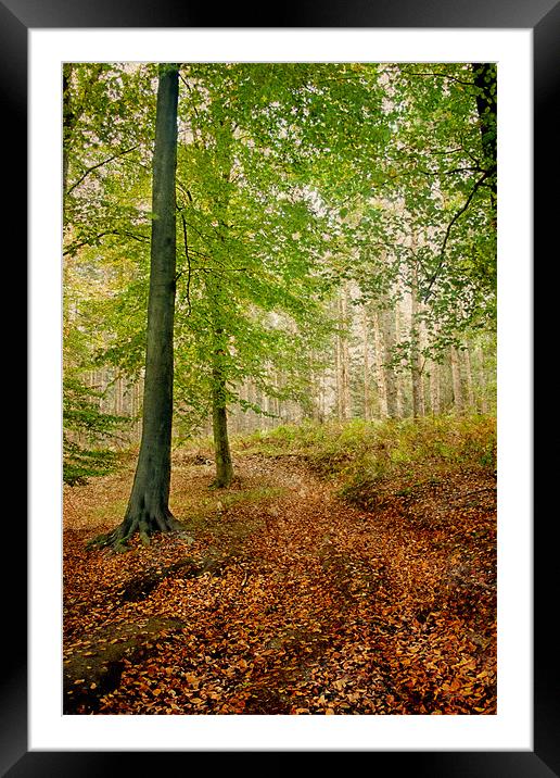 Autumn Path Framed Mounted Print by Ann Garrett