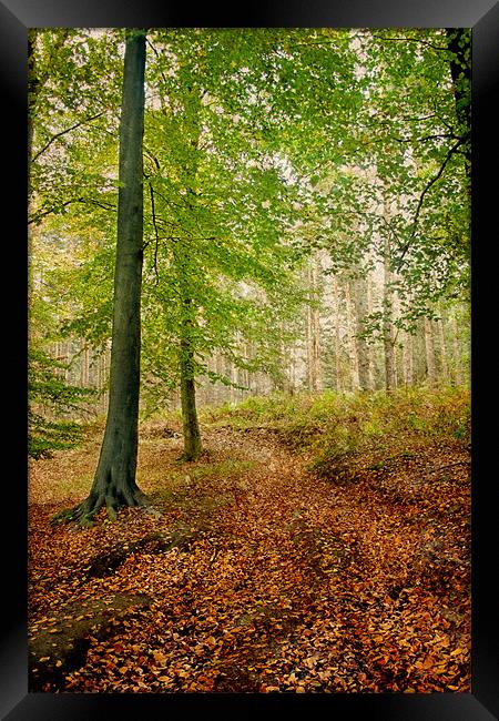 Autumn Path Framed Print by Ann Garrett