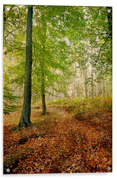 Autumn Path Acrylic by Ann Garrett