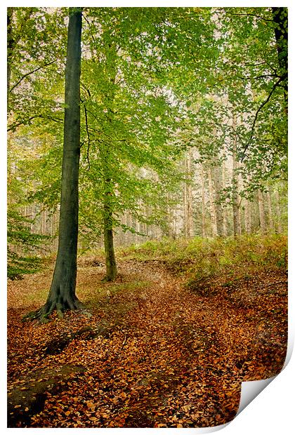 Autumn Path Print by Ann Garrett