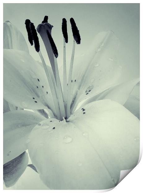 Lily Print by Sarah Couzens