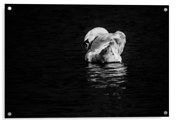 Swan B&W Acrylic by David Martin