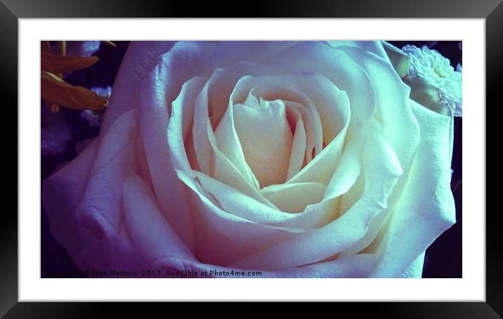 A Delicate Rose Framed Mounted Print by Jane Metters