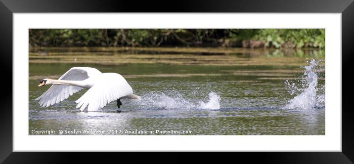 Swan Lake Framed Mounted Print by Ros Ambrose