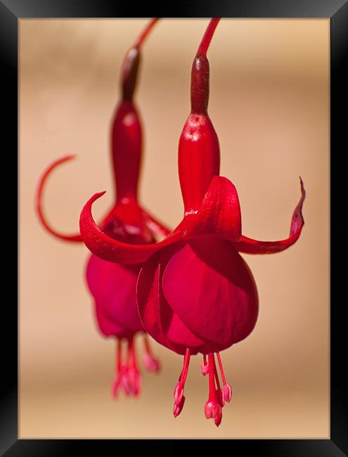 Red Fuschias Framed Print by Chris Thaxter