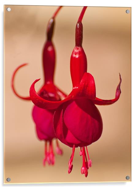 Red Fuschias Acrylic by Chris Thaxter