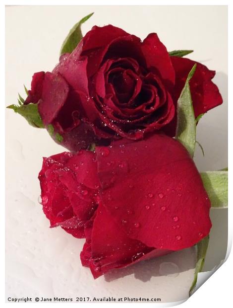 Red Roses with Water Droplets Print by Jane Metters