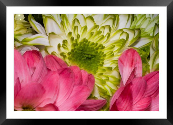 Flower power Framed Mounted Print by Images of Devon