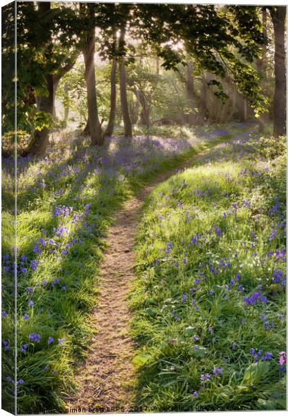Bluebell woodland path with dreamy sunrise Canvas Print by Simon Bratt LRPS