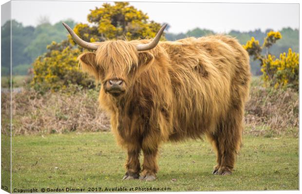 A Highland Cow in the New Forest Canvas Print by Gordon Dimmer