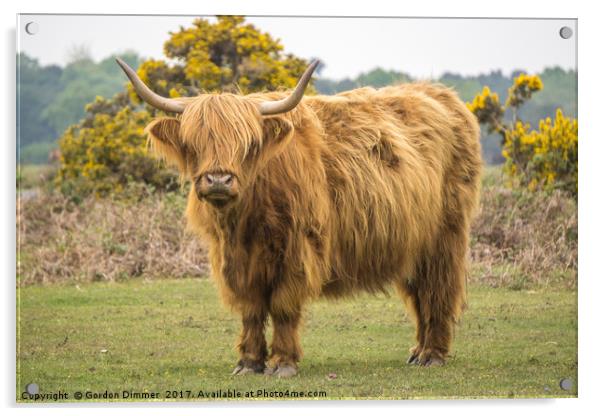 A Highland Cow in the New Forest Acrylic by Gordon Dimmer