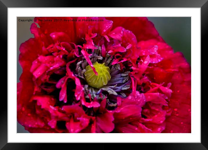 Poppy with raindrops Framed Mounted Print by Jim Jones
