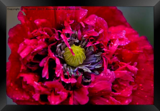 Poppy with raindrops Framed Print by Jim Jones