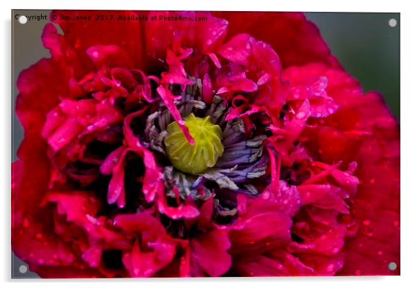 Poppy with raindrops Acrylic by Jim Jones
