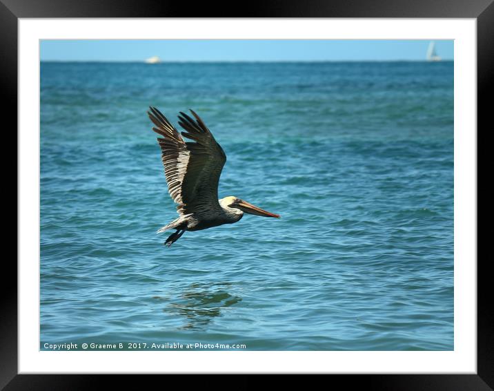 Pelican Fly Past Framed Mounted Print by Graeme B