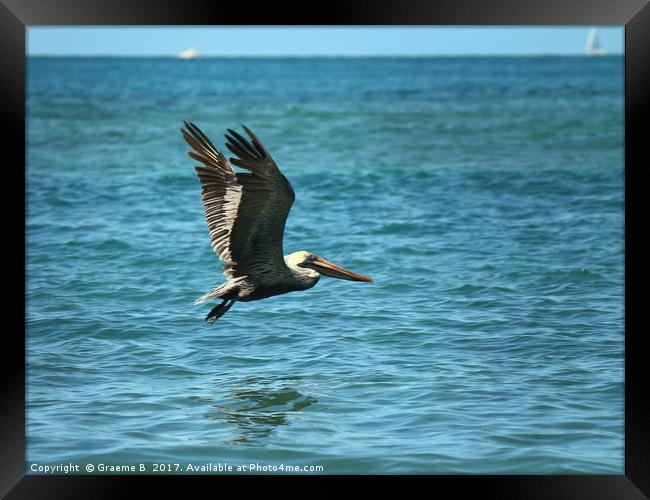 Pelican Fly Past Framed Print by Graeme B