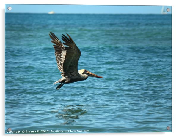 Pelican Fly Past Acrylic by Graeme B