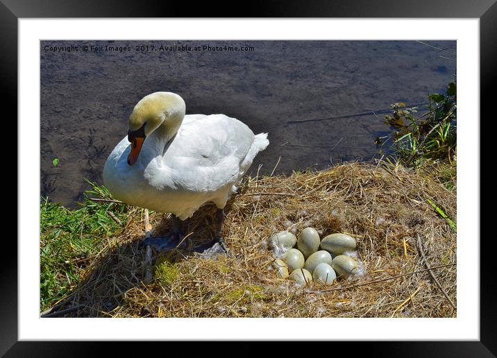Swan and eggs Framed Mounted Print by Derrick Fox Lomax