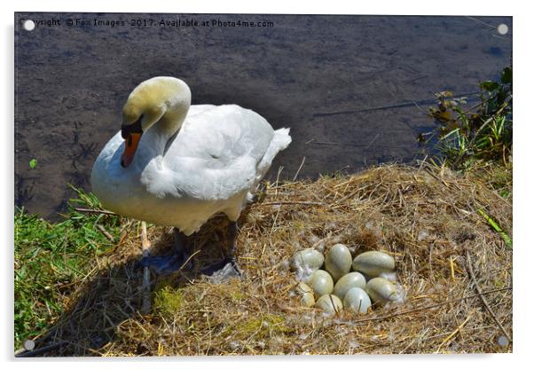 Swan and eggs Acrylic by Derrick Fox Lomax