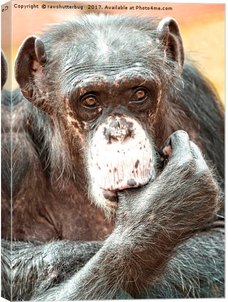 Thumb Sucking Chimpanzee Canvas Print by rawshutterbug 