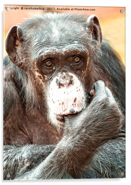 Thumb Sucking Chimpanzee Acrylic by rawshutterbug 