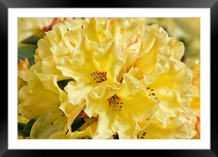 Lemon Rhododendron Macro Framed Mounted Print by Jacqi Elmslie
