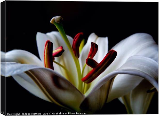 Center of a Lilly Canvas Print by Jane Metters