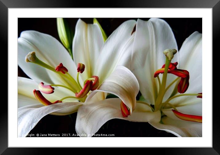 Two Lillies Framed Mounted Print by Jane Metters