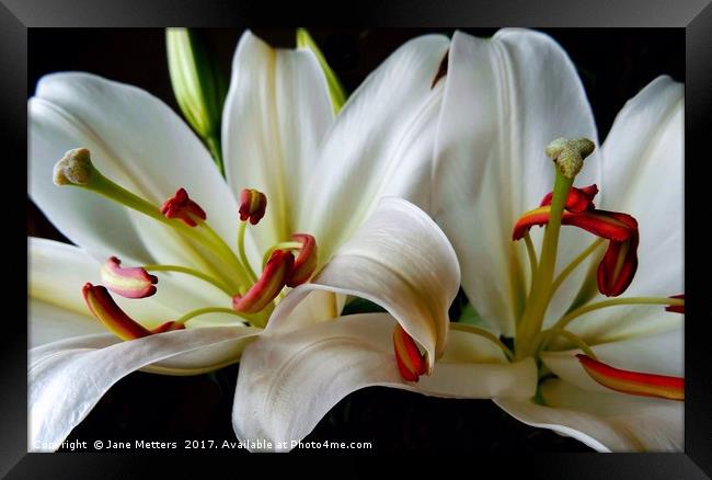 Two Lillies Framed Print by Jane Metters
