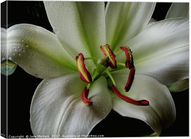 A Lilly in Full Bloom Canvas Print by Jane Metters