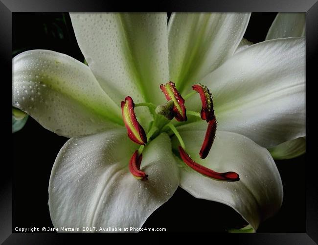 A Lilly in Full Bloom Framed Print by Jane Metters