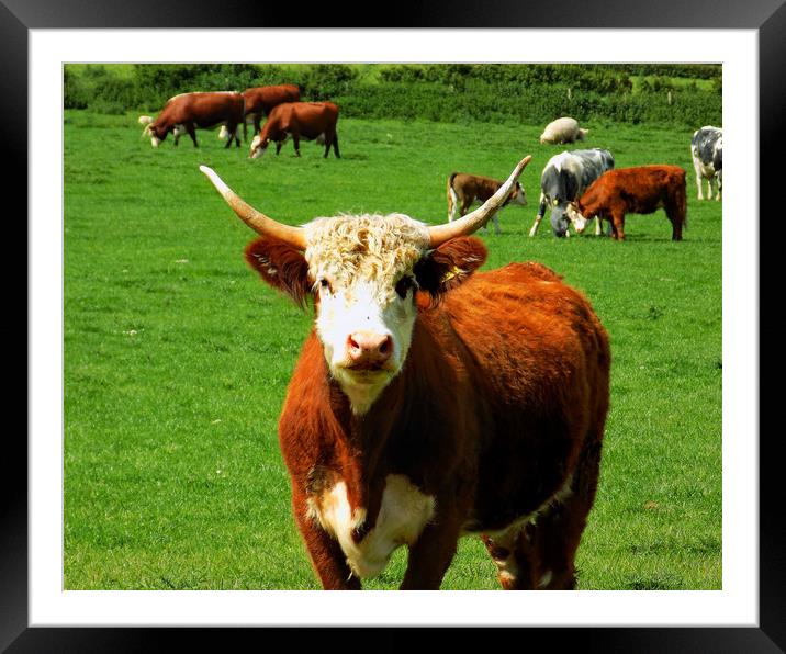 horned cattle Framed Mounted Print by paul ratcliffe