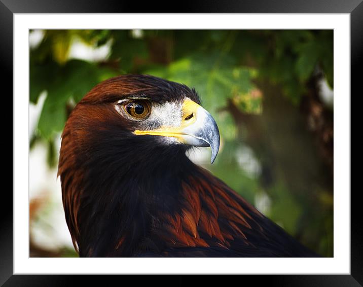 Golden Eagle Framed Mounted Print by Fee Easton