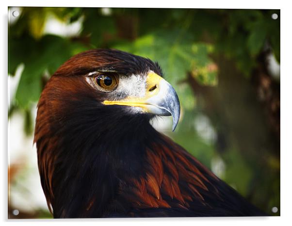 Golden Eagle Acrylic by Fee Easton