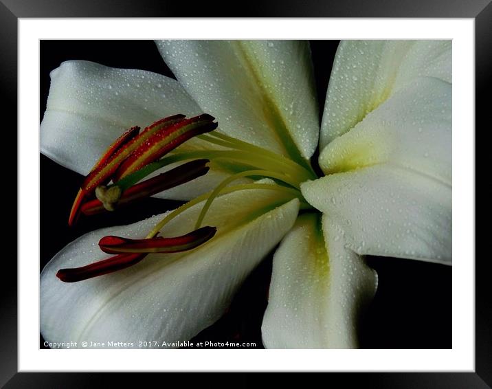 The Middle of a Lilly Framed Mounted Print by Jane Metters