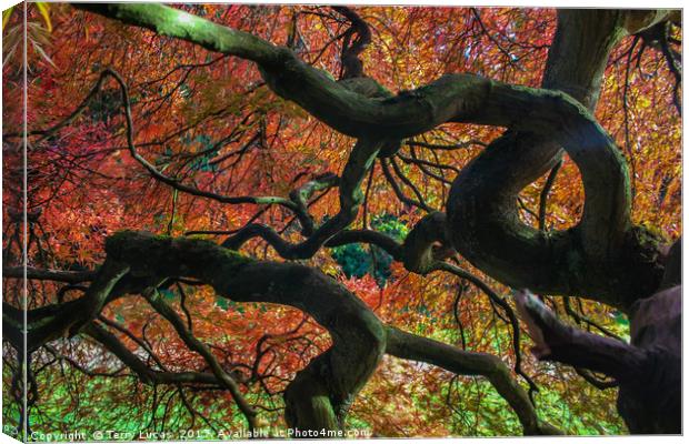Twisted Tree Canvas Print by Terry Lucas