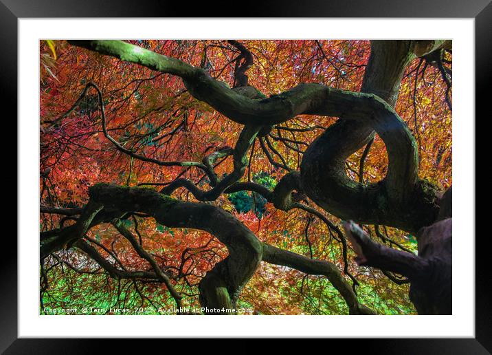 Twisted Tree Framed Mounted Print by Terry Lucas