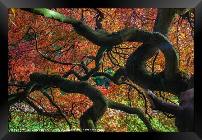 Twisted Tree Framed Print by Terry Lucas