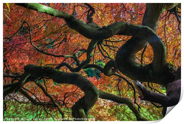 Twisted Tree Print by Terry Lucas