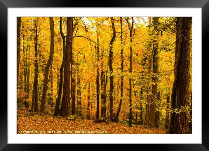  Autumn Trees Framed Mounted Print by Terry Lucas