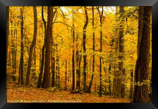 Autumn Trees Framed Print by Terry Lucas