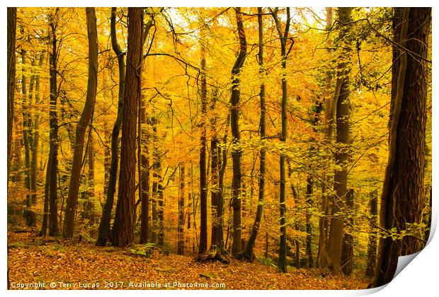  Autumn Trees Print by Terry Lucas