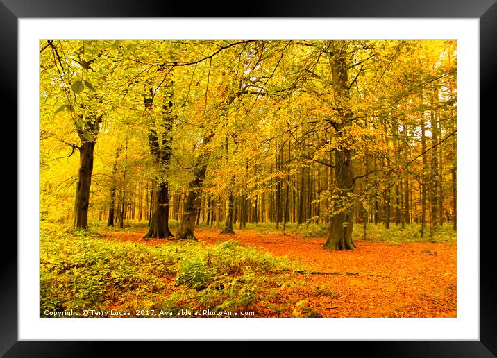  Autumn Trees Framed Mounted Print by Terry Lucas