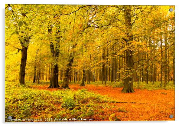  Autumn Trees Acrylic by Terry Lucas