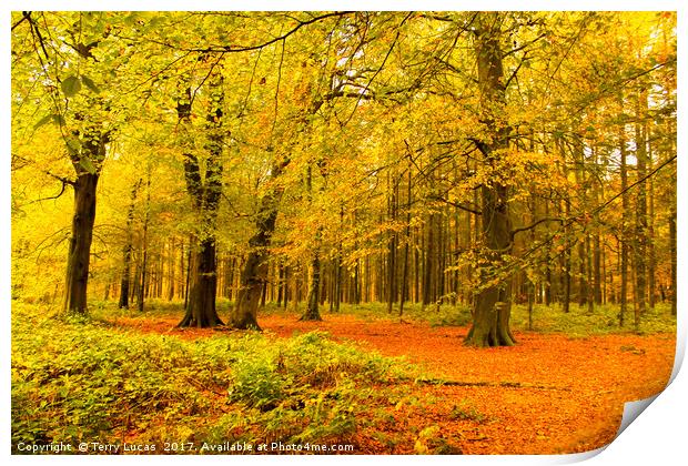  Autumn Trees Print by Terry Lucas